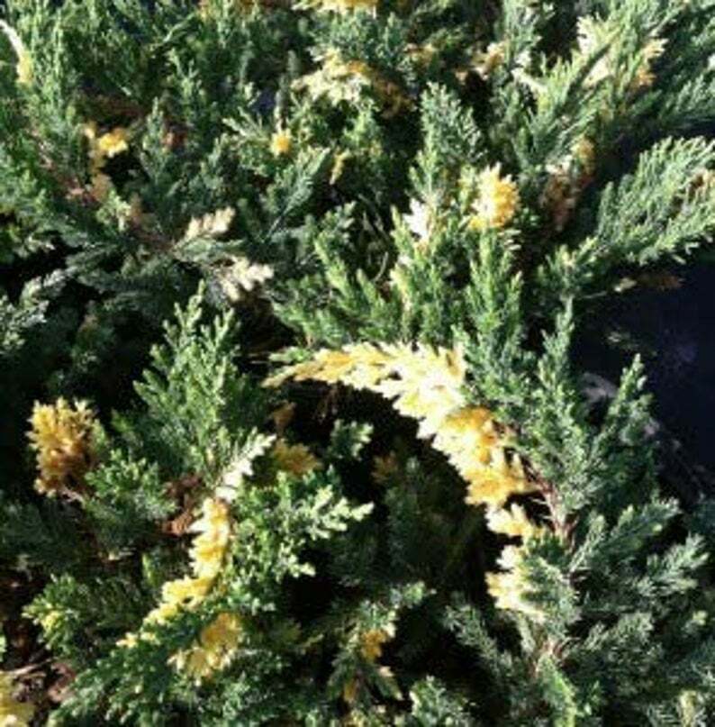 Juniper Parsoni Variegated Live Plants Juniperus Davurica Hardy