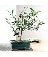 “ 20 PCS Olive Seeds Olea Europaea Mini Tree Plant GIM ” - $17.08