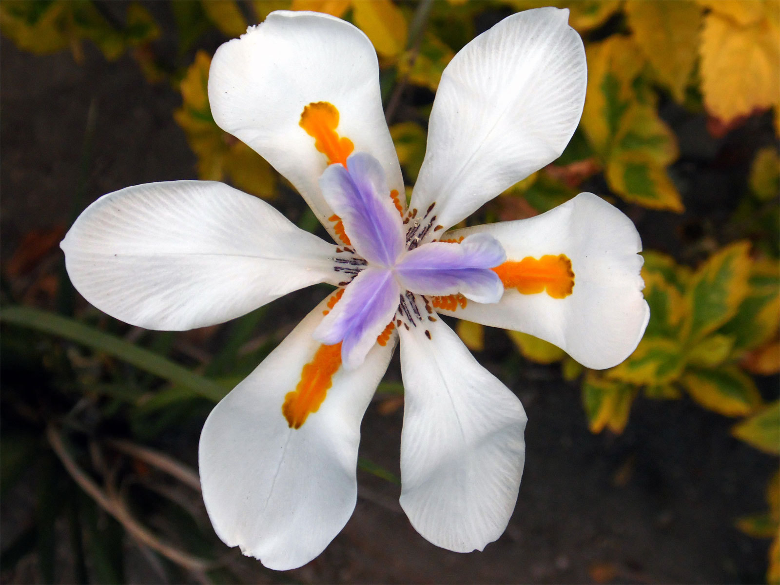 10 Seeds - Dietes iridioides Cape Iris
