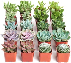 Live Succulent Plants   -   Variety Pack of Mini Succulents in 2" Pots image 2