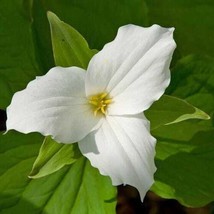 20 Bare Root White Trillium Bulbs Wood Lily Wild Flower Trillium granifl... - $93.90