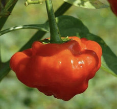 Red Mushroom Pepper Seeds | Hot | Organic | Rare - $1.99+