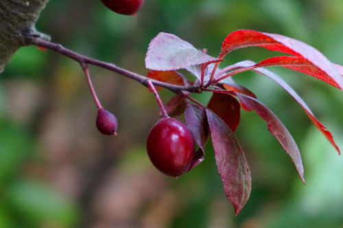 5 Cherry Plum seeds Prunus Cerasifera * Fragrant ...