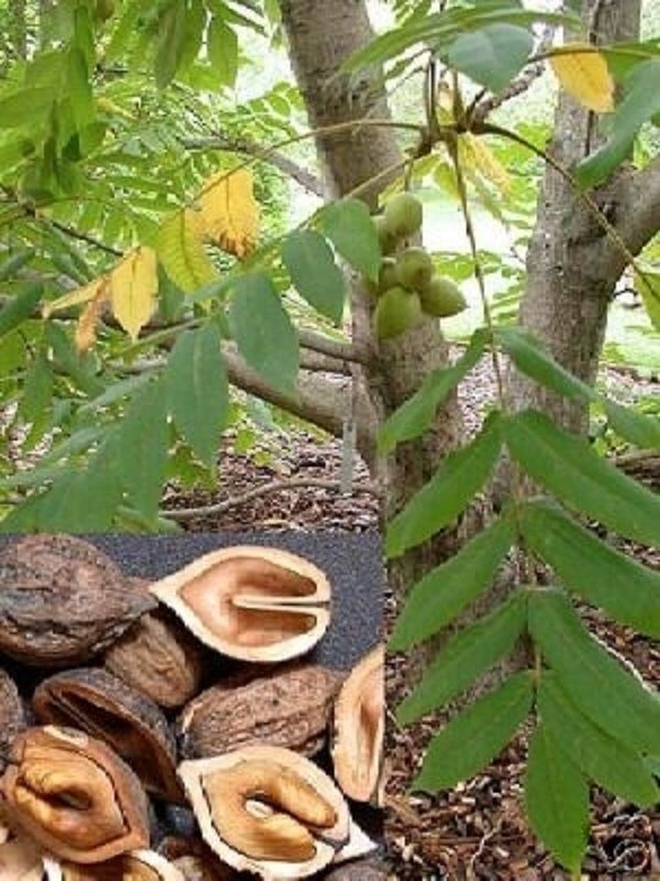 Japanese Heartnut Tree Live Plant Juglans ailantifolia var. cordiformis