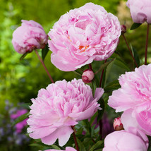 1 Plant - Peony lactiflora Sarah Bernhardt - Paeoniceae - $10.99