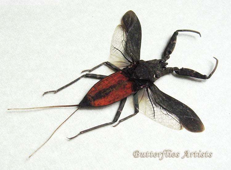 Big Water Scorpion Nepa Rubra Real Framed Entomology Collectibles ...