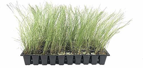 shop Pink Muhly Grass 3 Live Plants Muhlenbergia