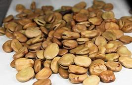 &quot;Cool Beans N Sprouts&quot; Windsor Broad Bean Seeds (a.k.a Fava Bean Seeds) ... - $8.90