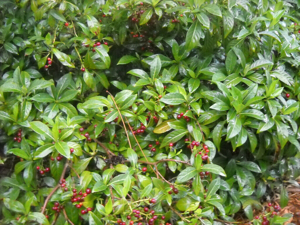 10 Seeds Bahama Wild Coffee Psychotria Ligustrifolia - Other Seeds & Bulbs