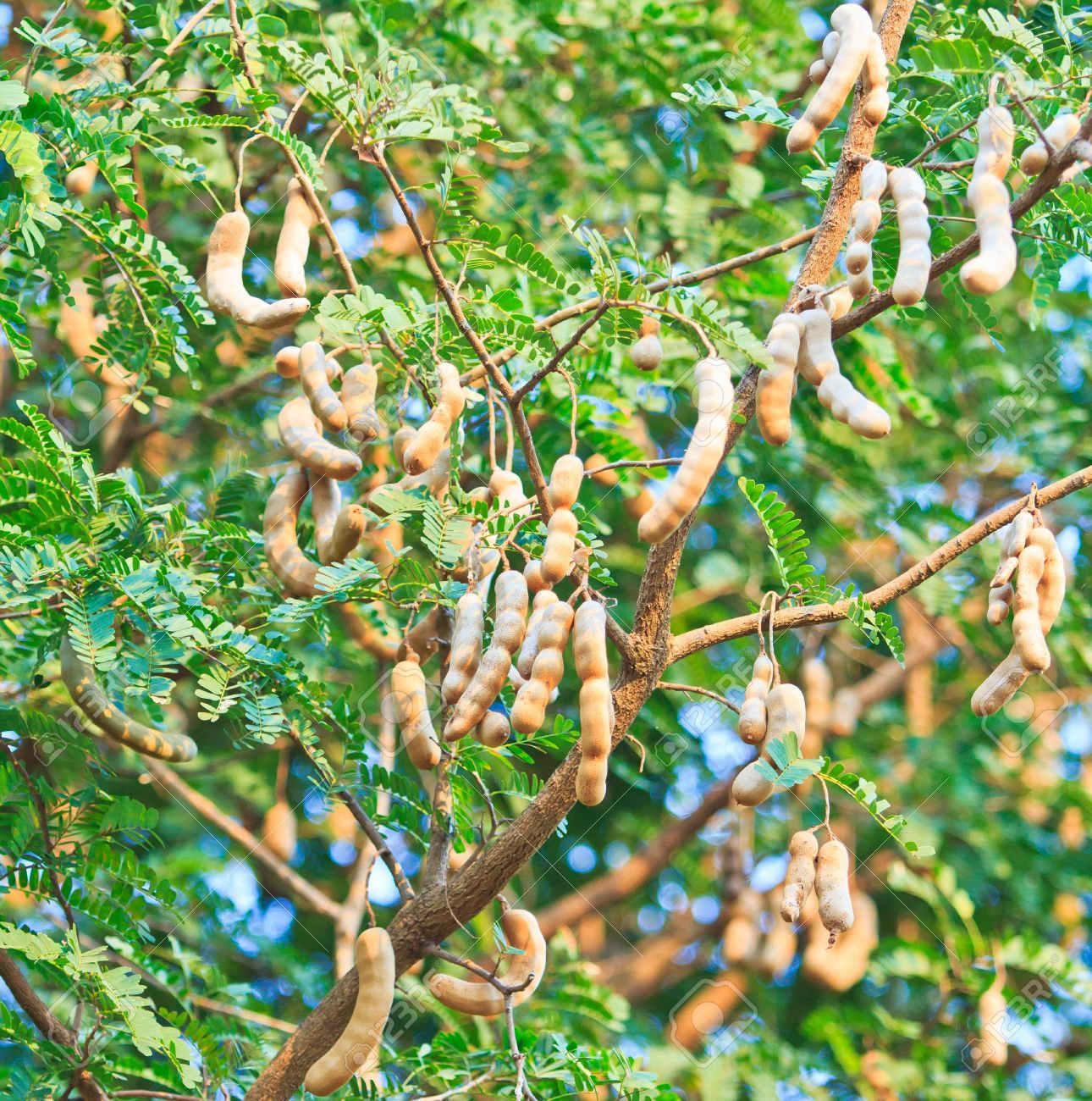 ceylon-tamarind-seeds-grow-in-a-pot-as-a-bush-or-tree-tamarindus