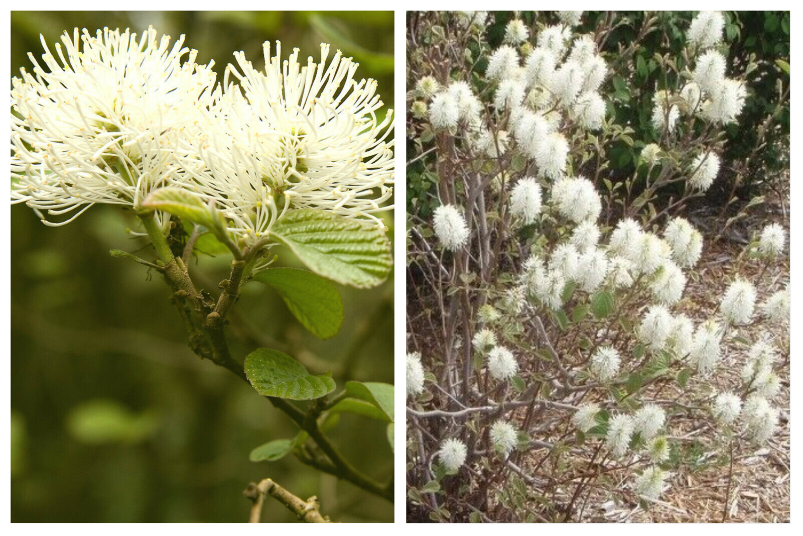 MOUNTAIN WITCH-ALDER 'Fothergilla major' STARTER LIVE PLANT 4 INCH POT ...