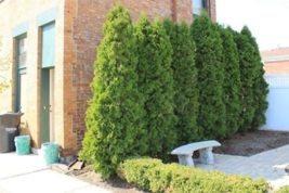 EMERALD GREEN Arborvitae 4”pot - (Thuja occidentalis) image 4
