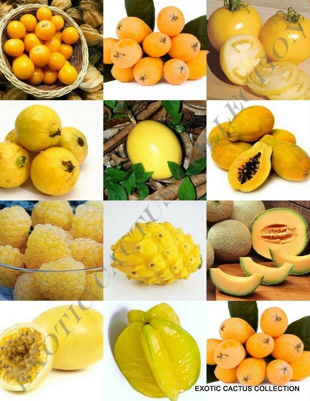 YELLOW FRUITS MIX, rare organic edible COLORFUL fruit HEALTHY food seed ...