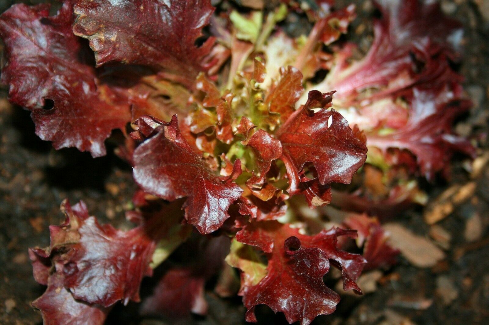 1000 LETTUCE RUBY SEEDS VEGETABLE COMBINED SHIPPING MICROGREEN