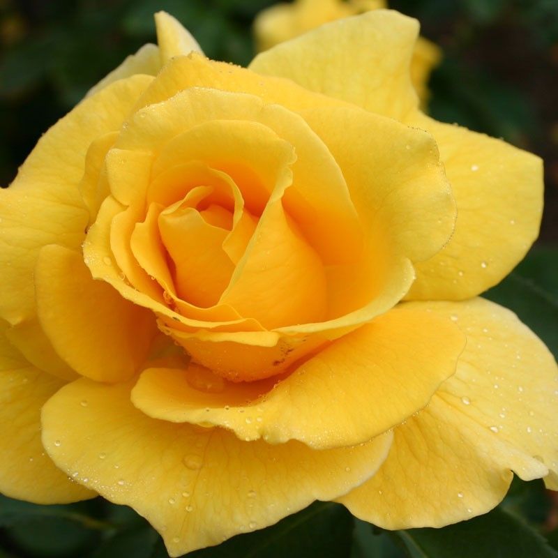 heirloom-yellow-upright-fragrant-tea-rose-shrub-garden-flower-seeds-seeds