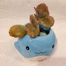 Whale Planter with Live Succulent and Glass Gems, Animal Succulent Planter image 6