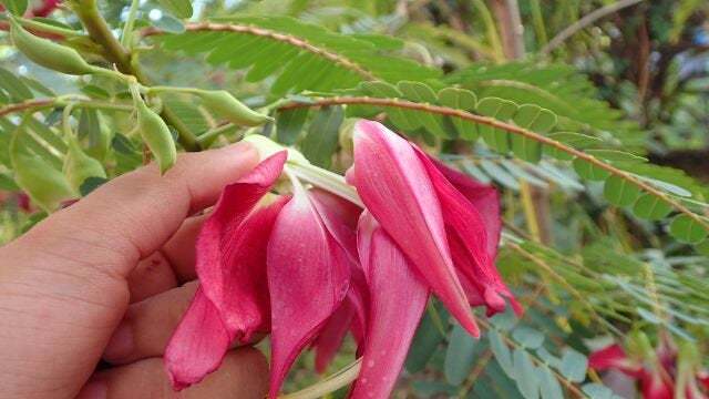 Red Humming Bird seeds | Sesban | Agasta | SESBANIA GRANDIFLORA bonsai ceylon hi