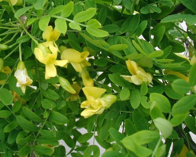Caragana Microphylla (Littleleaf Peashrub) 15 seeds - $1.29