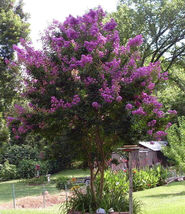35 Pcs Purple Crepe Myrtle Flower Seeds #MNFS - $14.00