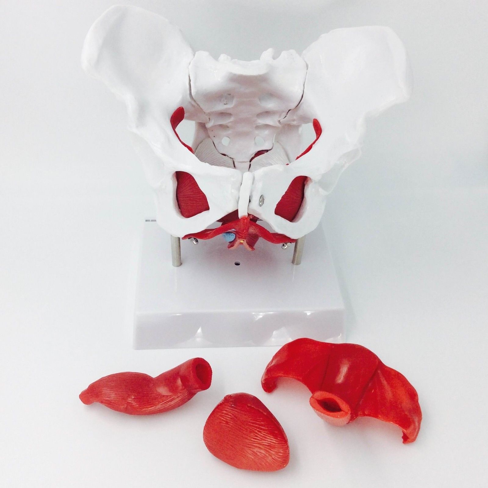 Human female Pelvis Models nature size and similar items