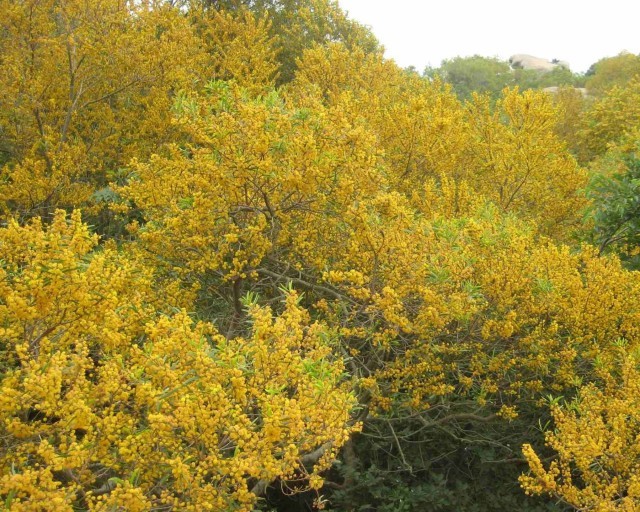 Acacia Confusa (Phillippine Acacia) 20 seeds Seeds