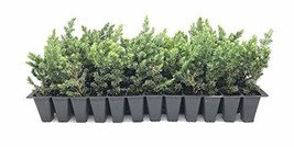 Juniper Blue Pacific - 3 Live Plants - 2" Pot Size - Evergreen Ground Cover 'Sho - $29.98
