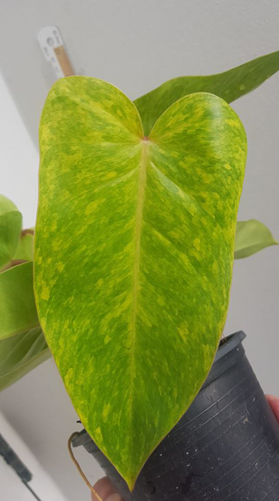 Philodendron painted lady species petioles 1 plant aroid