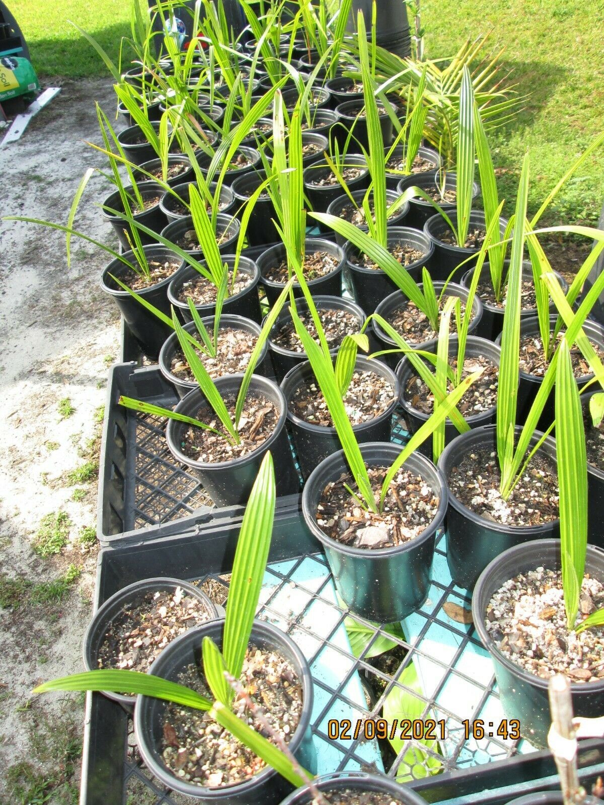 SUMMER SPECIAL - 2 Yr. Canary Island Date Palm Tree Seedling. 1 Gallon ...