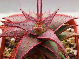 Aloe Christmas Carol @ red color hybrid succulent rare agave cacti seed ... - $8.99