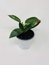 Red Brazilian Jasmine Plant 4" Pot - Indoors/Out - Mandevilla - $26.46