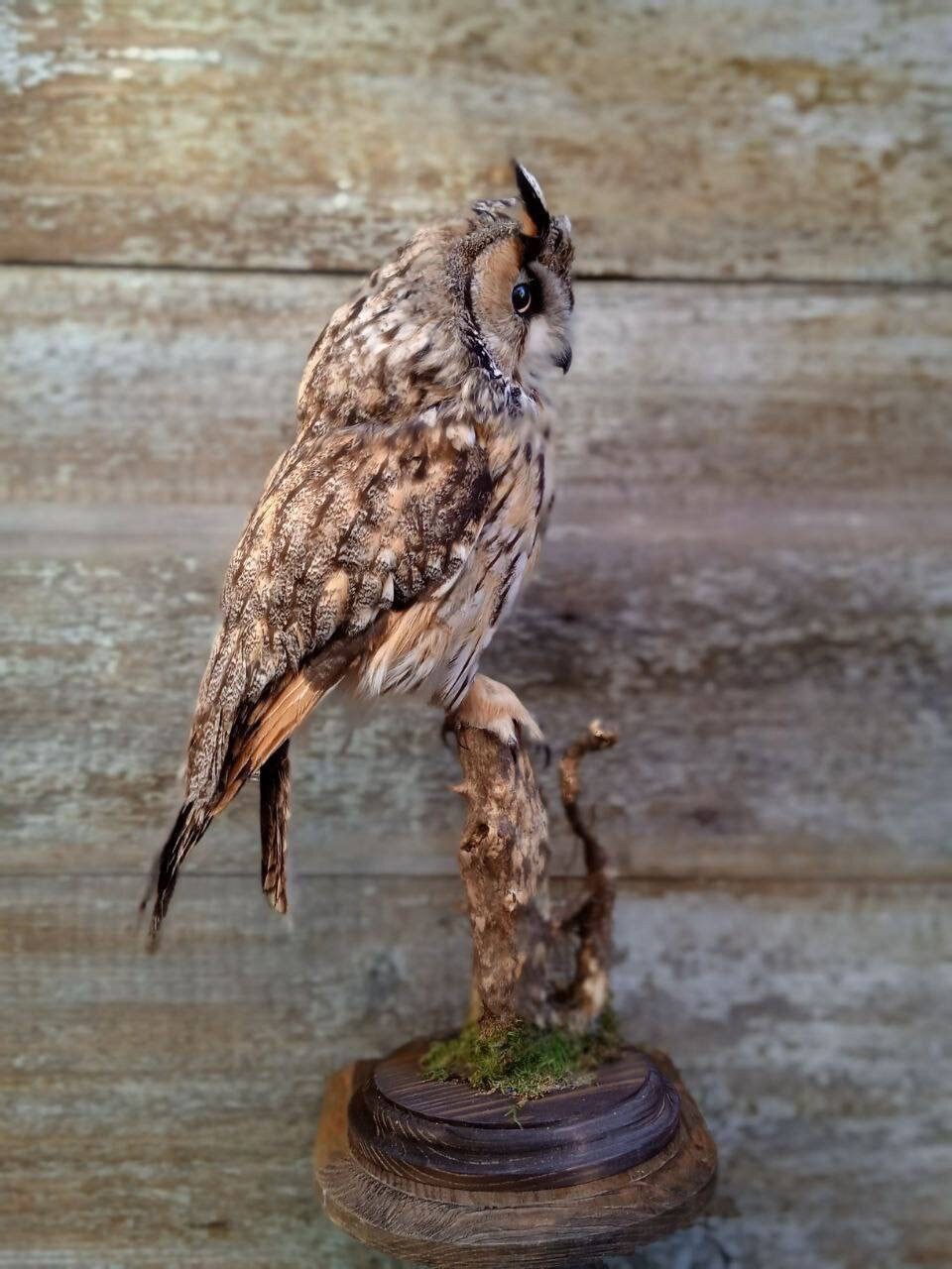 Taxidermy Mounts Long Ear OWL Real Bird Mount Stuffed owl taxidermy Owls