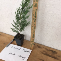 25 Leyland Cypress trees 2.5" pot image 2