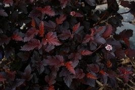 Crimson Diablo Ninebark Shrub 2.5" pot image 5