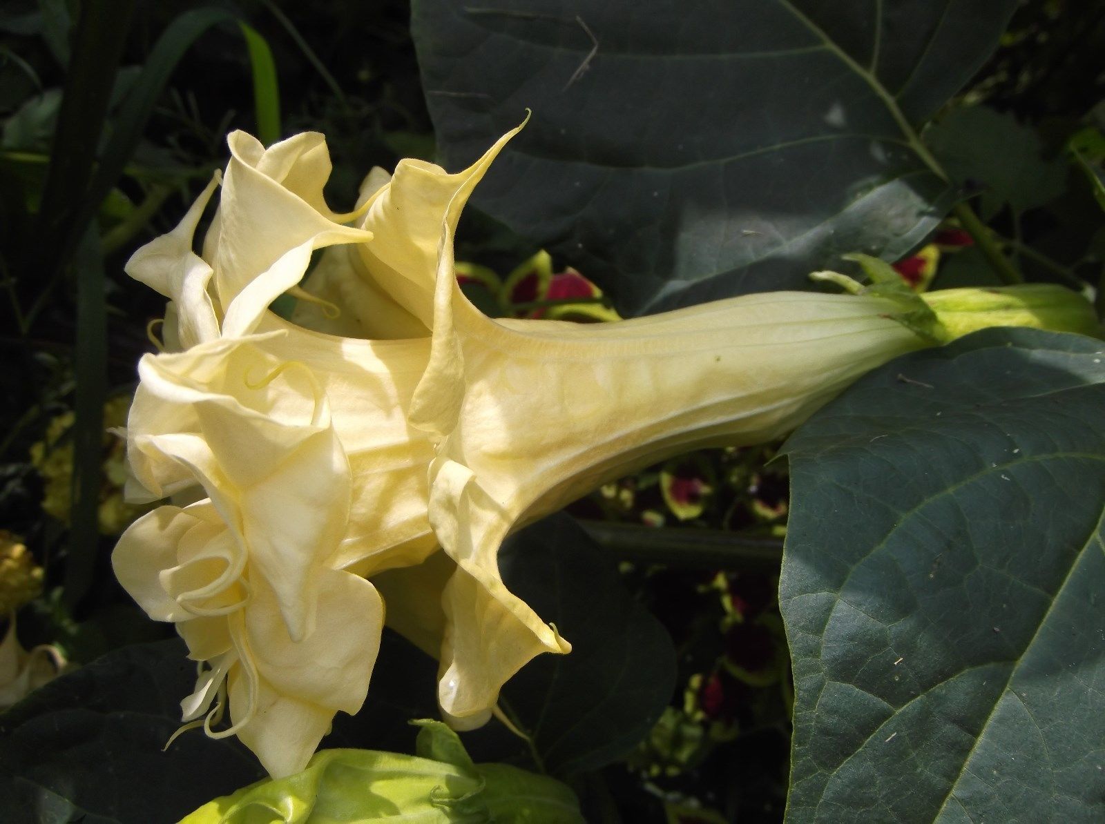 Tripple Yellow Devil Trumpet! 15 Seeds ! THIS WILL SLOW DOWN TRAFFIC
