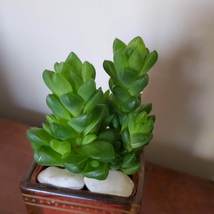 Succulent in Glass Candle Holder, Haworthia Obtusa in Upcycled Planter image 6