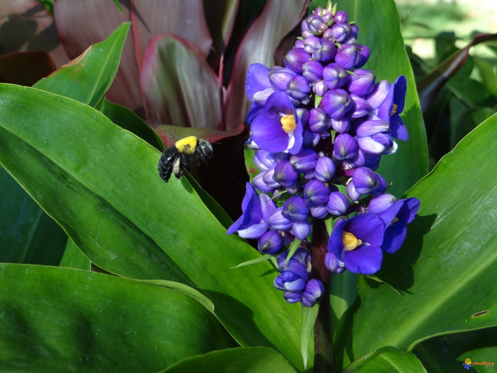 SAPPHIRE BLUE GINGER Gorgeous TROPICAL Dichorisandra thyrsiflora Plant ...