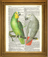 VINTAGE DICTIONARY PAGE PRINT: African Green and Grey Parrots Birds Art ... - $7.70