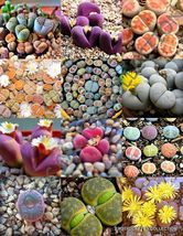 15 Seeds Color Lithops Mix Succulent Exotic Living Stones Desert Rock Seed Plant - $17.99