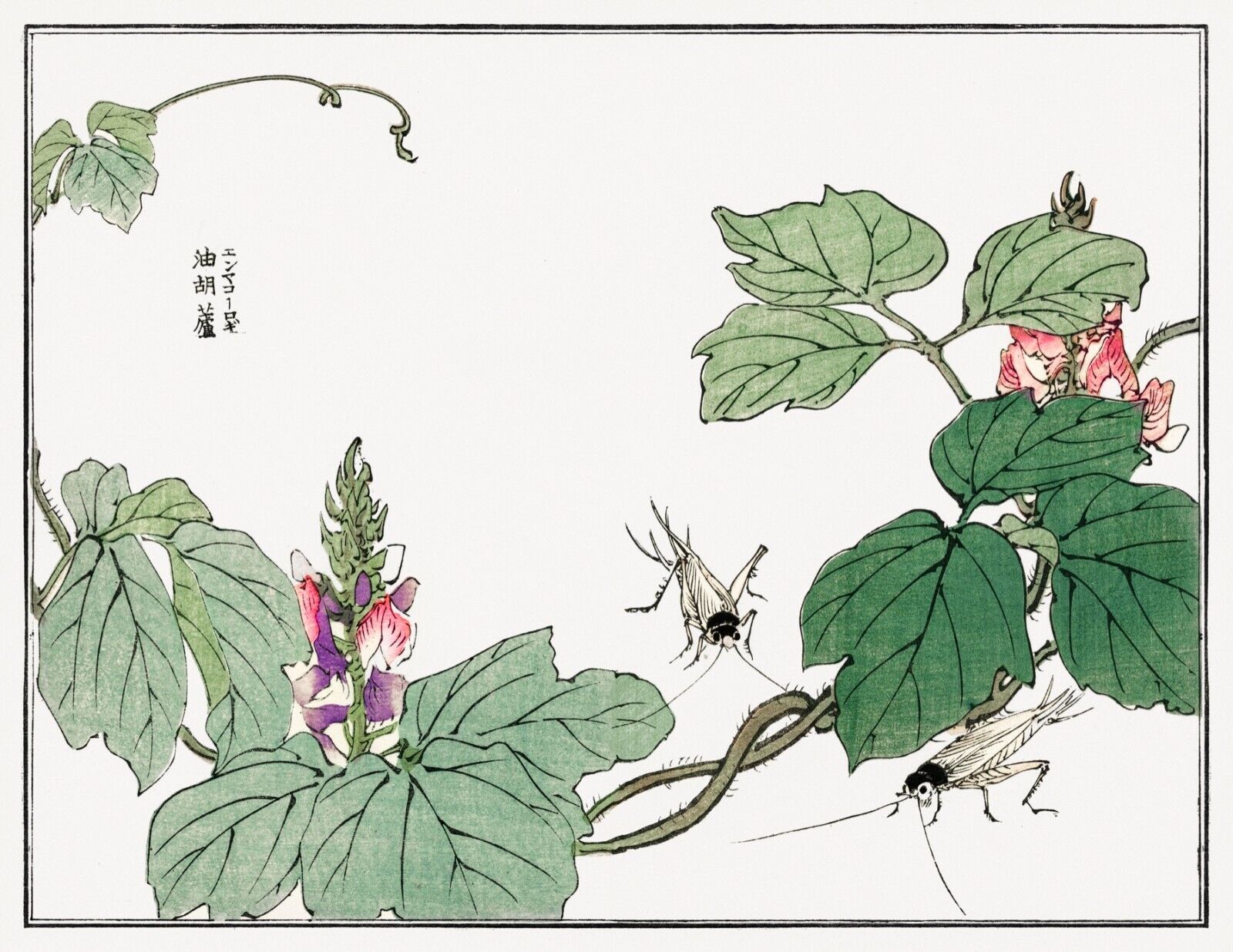 10063.Decor Poster.Room home wall.1910 Japan print.Morimoto Toko art.Floral