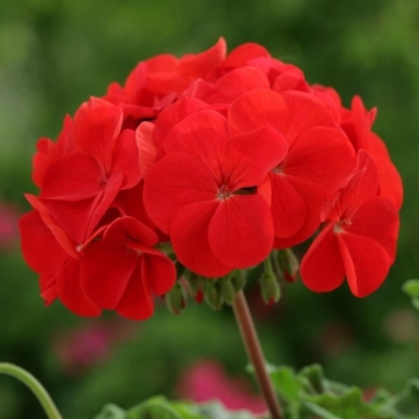 10 Fresh Seeds ~ Maverick Red Geranium Annual And Biennial Seeds 4292