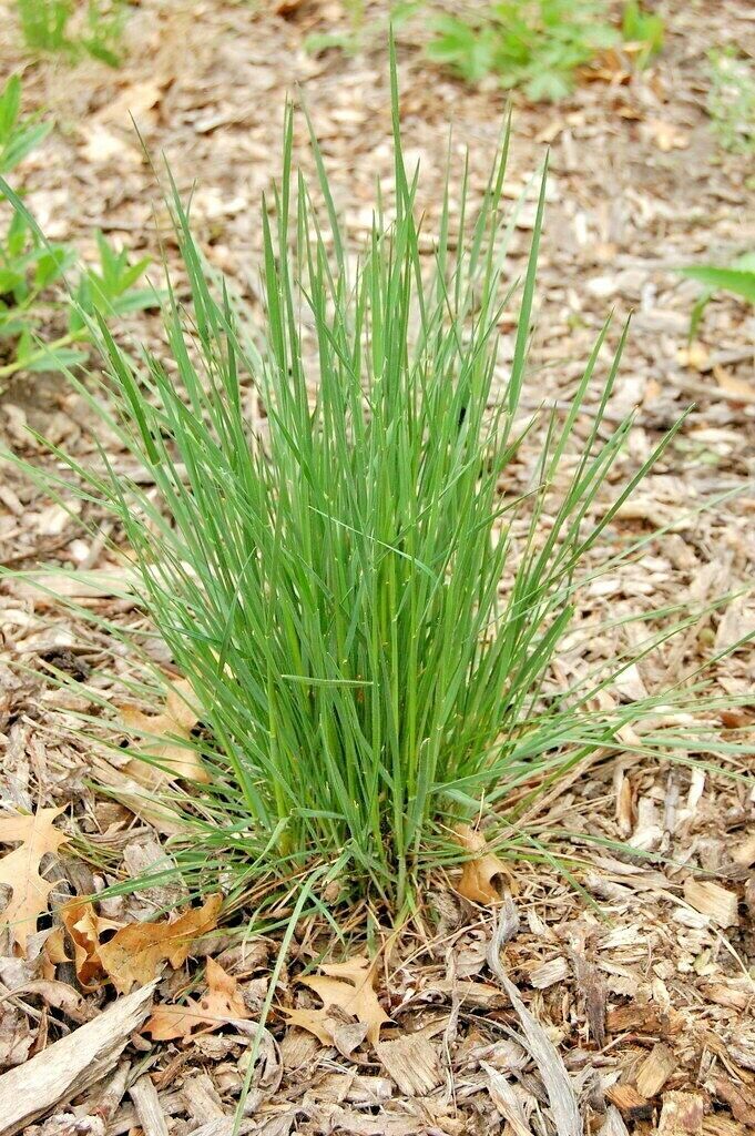 1OZ=200,000+PRAIRIE JUNE GRASS Seed American Native Clumping Ornamental