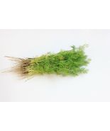 SHIP FROM US 10,000 Dill Bouquet Herb Seeds Sprouting Microgreen or Gard... - $24.76