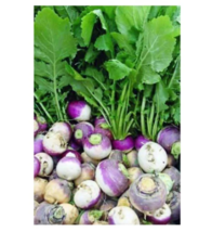 500 Purple Top White Globe Turnip Seeds - Non-GMO image 5