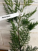 Murray  Cypress tree 2.5" pot image 2