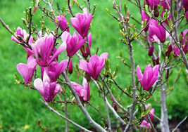 Ann Magnolia gallon pot shrub/tree image 2