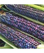 Corn, Blue HOPI, Heirloom, 500 Seeds, Great for Making Blue Corn Flour - £7.11 GBP
