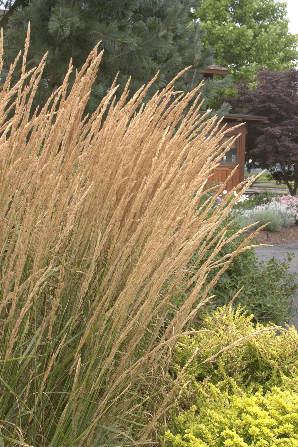 Trade Gallon Pot Karl Foerster Feather Reed Grass Live Plant Ornamental Grasses