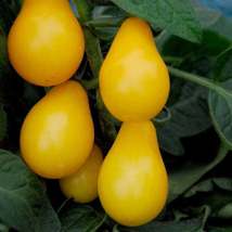 50Pcs Tomato Pear Yellow Vegetable Seeds Lycopersicon Lycopersicum Seed - $19.84