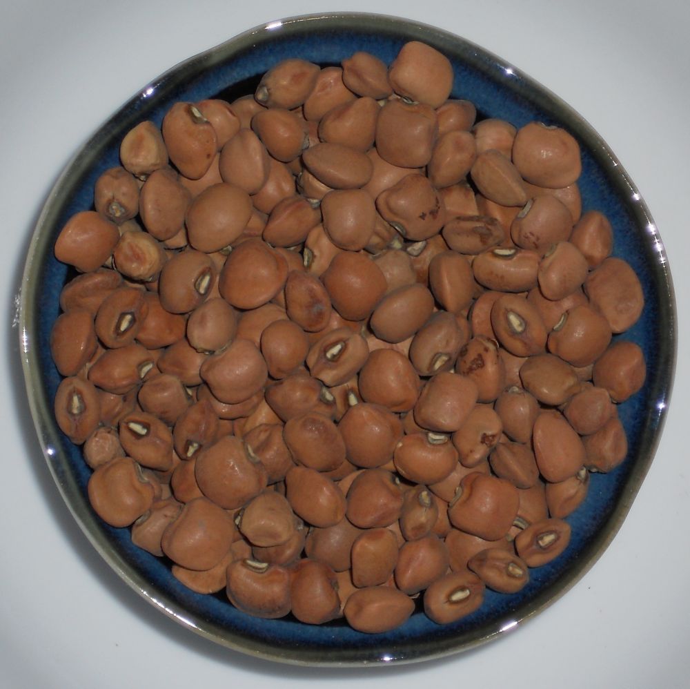 SHIPPED From US, Top Pick Brown Crowder Southern Pea, 140 SEEDS RM - Seeds