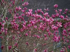 Ann Magnolia gallon pot shrub/tree image 4